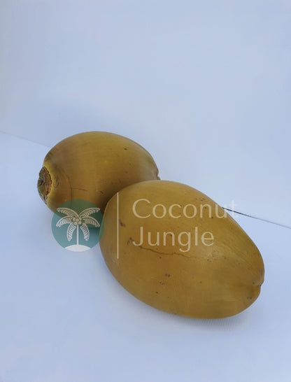 Dwarf Coconut Palm- Golden Malay