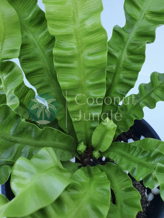 Birds Nest Fern 'Crispy Wave'