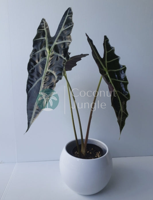 Alocasia 'Amazonica'