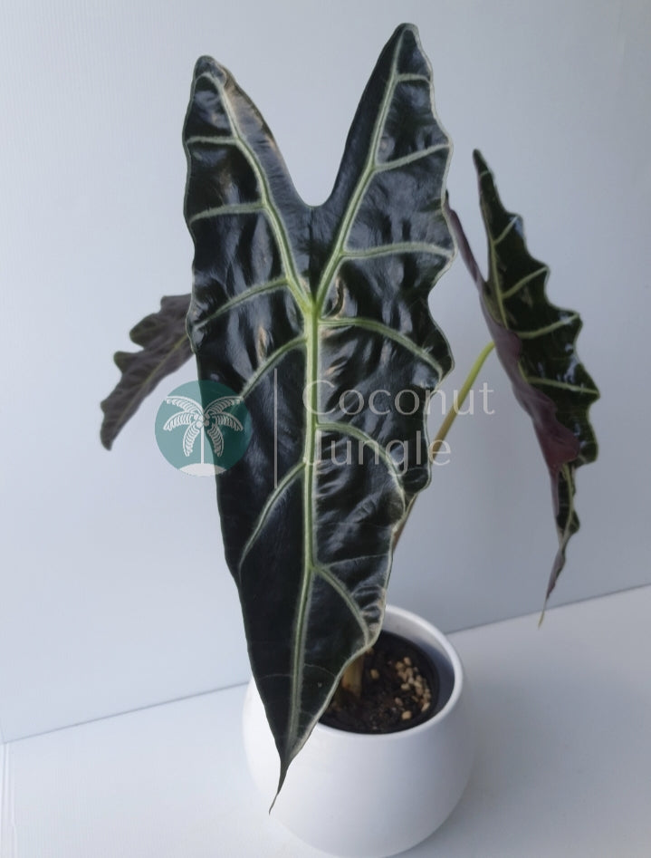 Alocasia 'Amazonica'