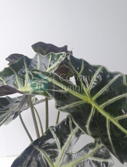 Alocasia 'Amazonica'