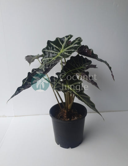 Alocasia 'Amazonica'