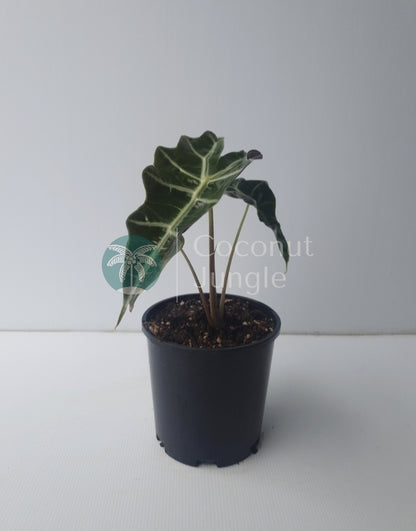 Alocasia 'Amazonica'