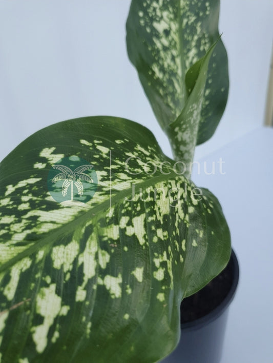 Dieffenbachia 'Tropic Snow'