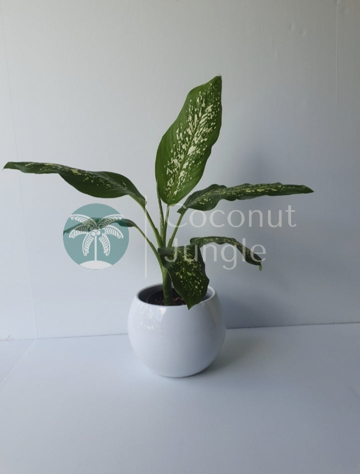 Dieffenbachia 'Tropic Snow'