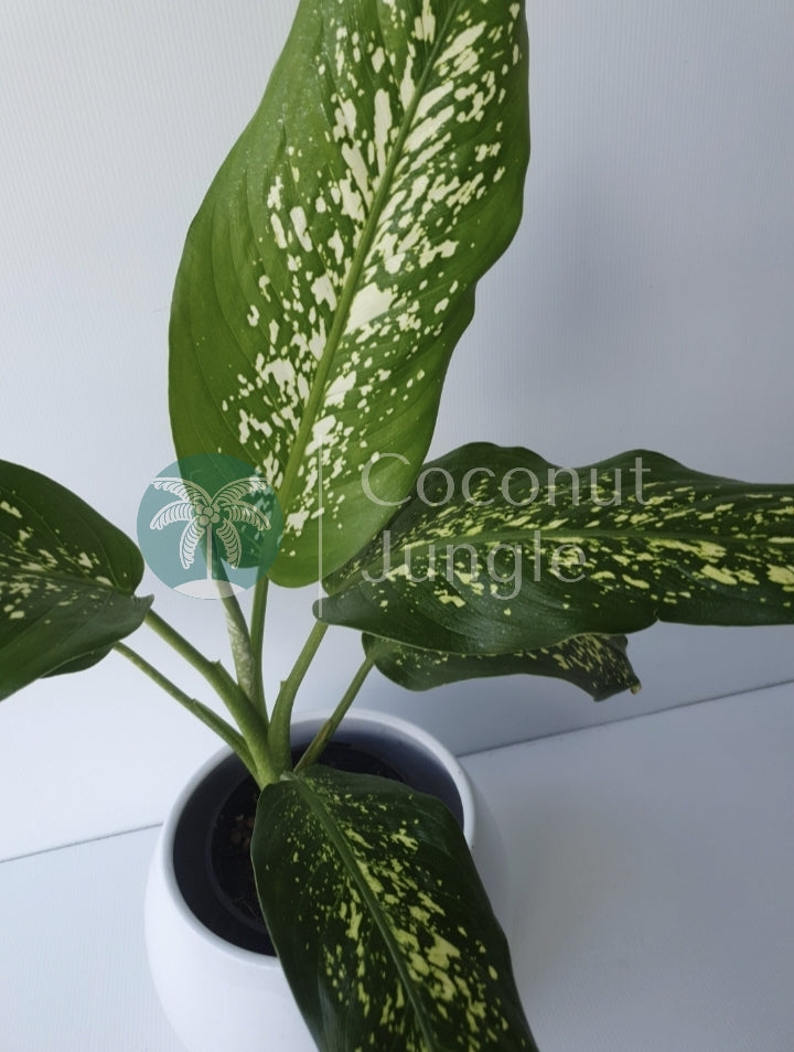 Dieffenbachia 'Tropic Snow'