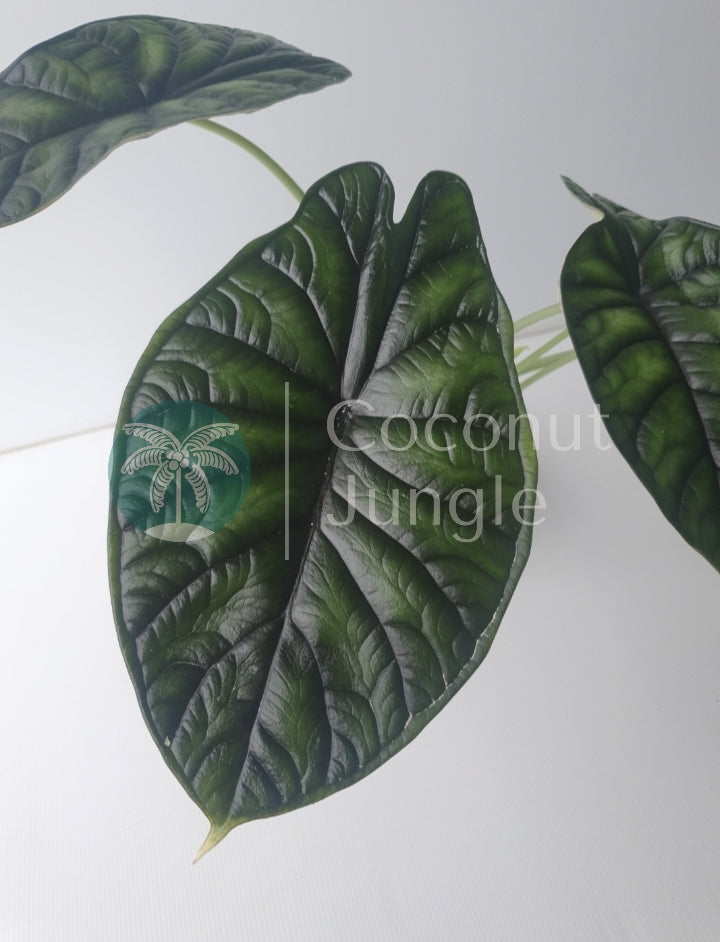 Alocasia 'Dragon Scale'