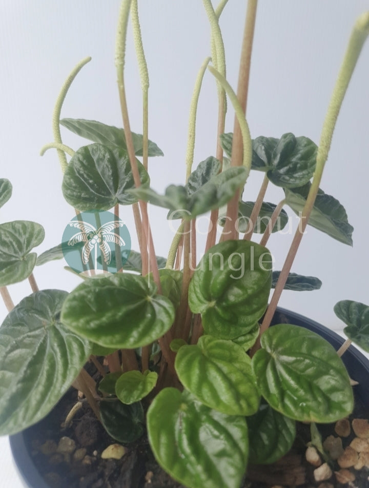 Peperomia 'Lillian'