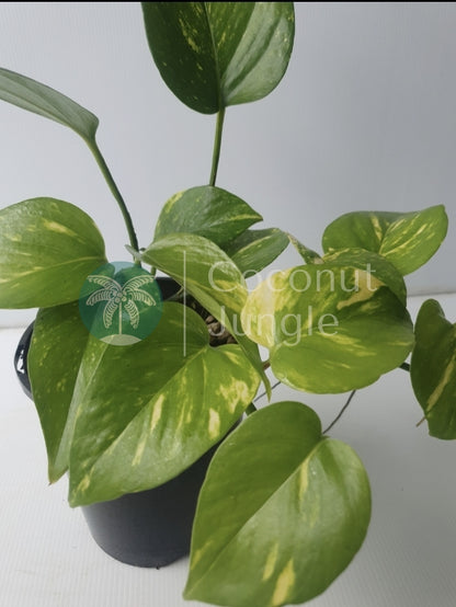 Golden Pothos