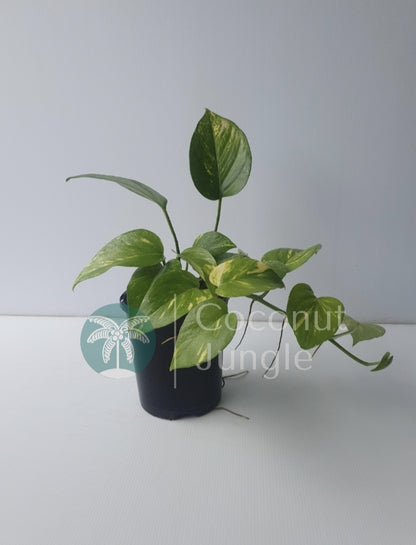 Golden Pothos