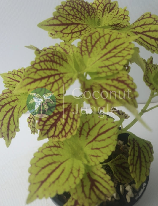 Coleus 'Dragon Heart'