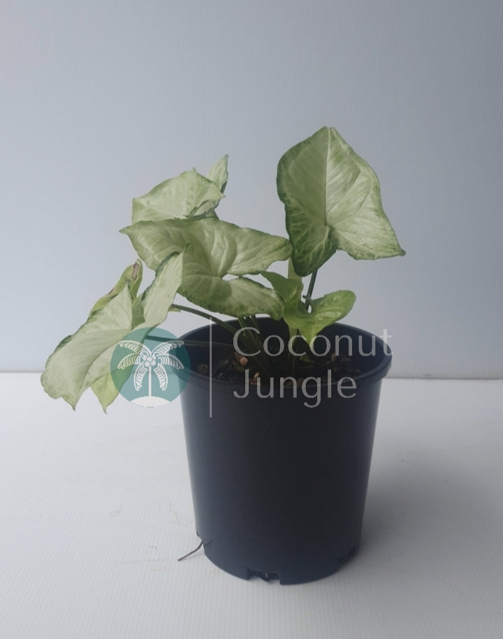 Syngonium Podophyllum- Moonshine