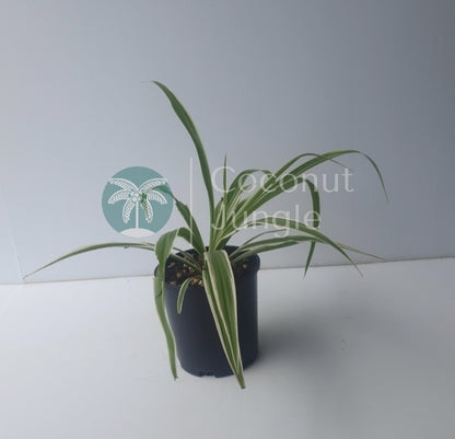 Spider Plant