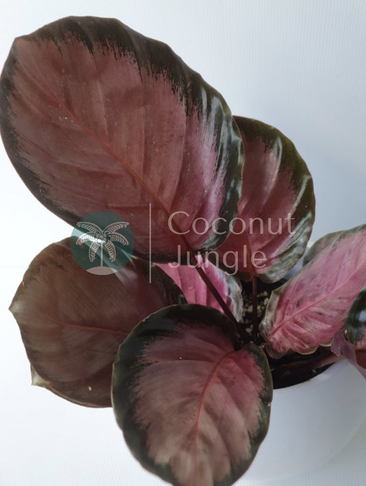 Calathea 'Purple Rose'