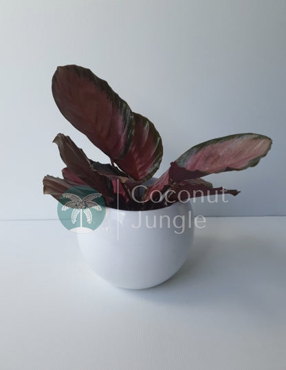 Calathea 'Purple Rose'