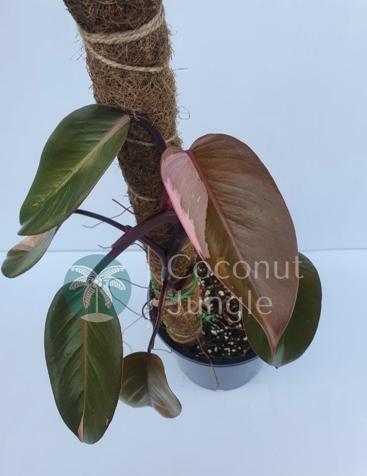 Philodendron- Pink Princess