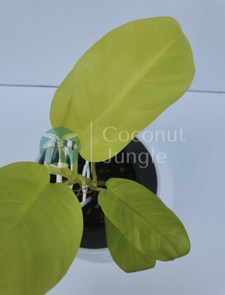 Philodendron- Lemon Lime