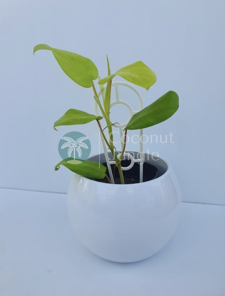 Philodendron- Lemon Lime