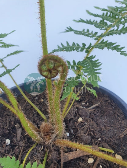 Tree Fern