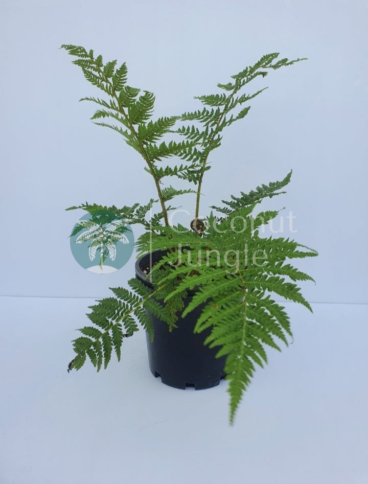 Tree Fern