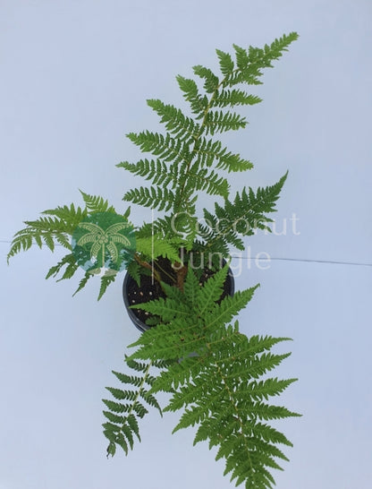 Tree Fern