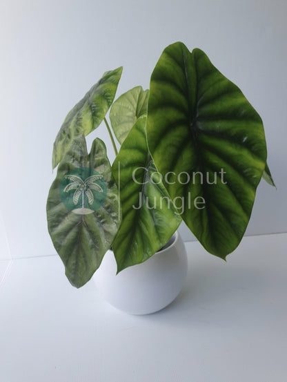 Alocasia 'Green Shield'