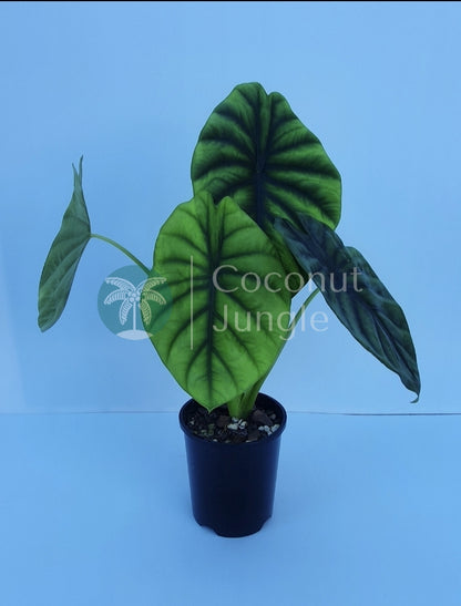 Alocasia 'Green Shield'