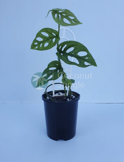 Monstera Adansonii 'Mini Monkey Mask'