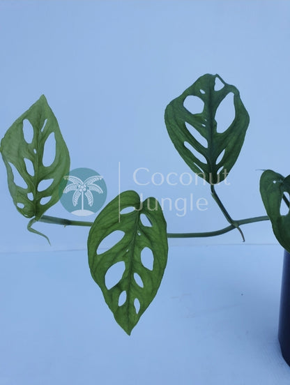 Monstera Adansonii 'Mini Monkey Mask'