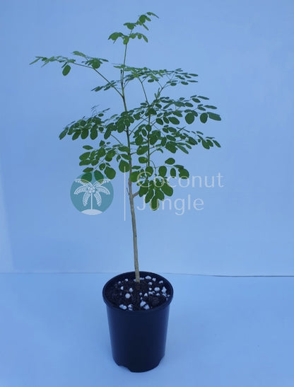 Moringa Tree