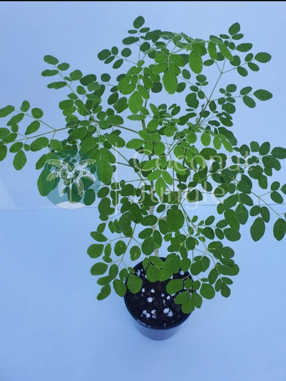 Moringa Tree