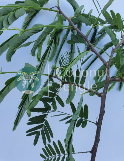 Tamarind Fruit Tree