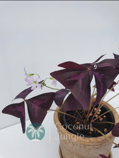 Purple Oxalis