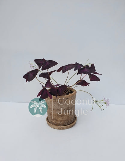 Purple Oxalis