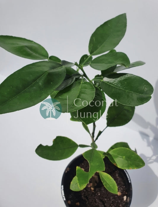 Kaffir Lime *QLD Addresses Only*