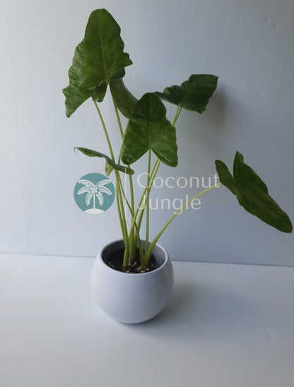 Alocasia Calidora- Dwarf Elephant Ear'