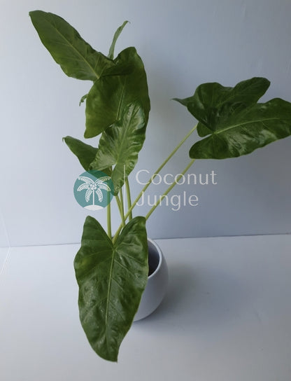 Alocasia Calidora- Dwarf Elephant Ear'