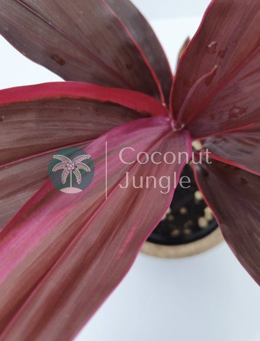 Cordyline 'Rubra'