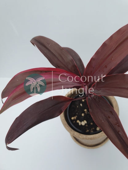 Cordyline 'Rubra'