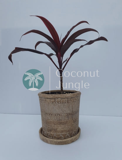 Cordyline 'Rubra'