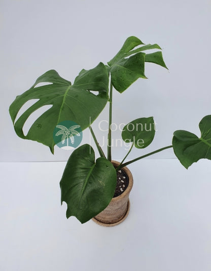 Monstera Deliciosia