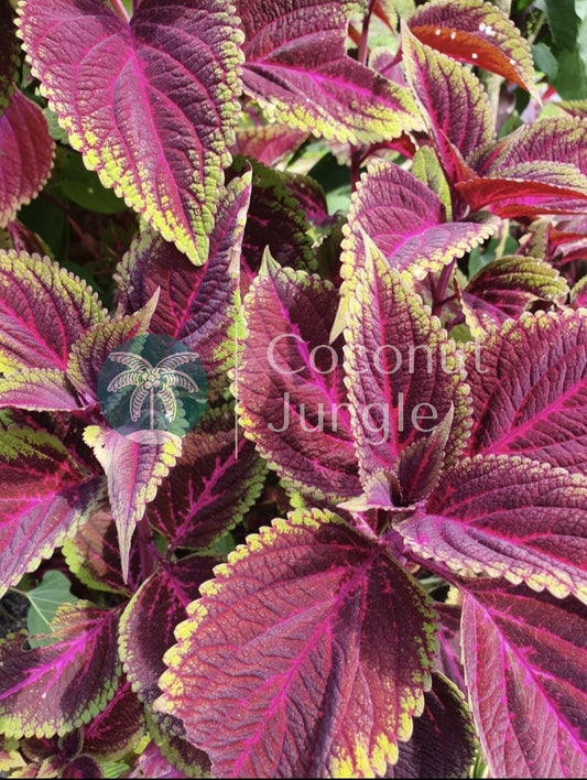 Coleus 'Eruption'