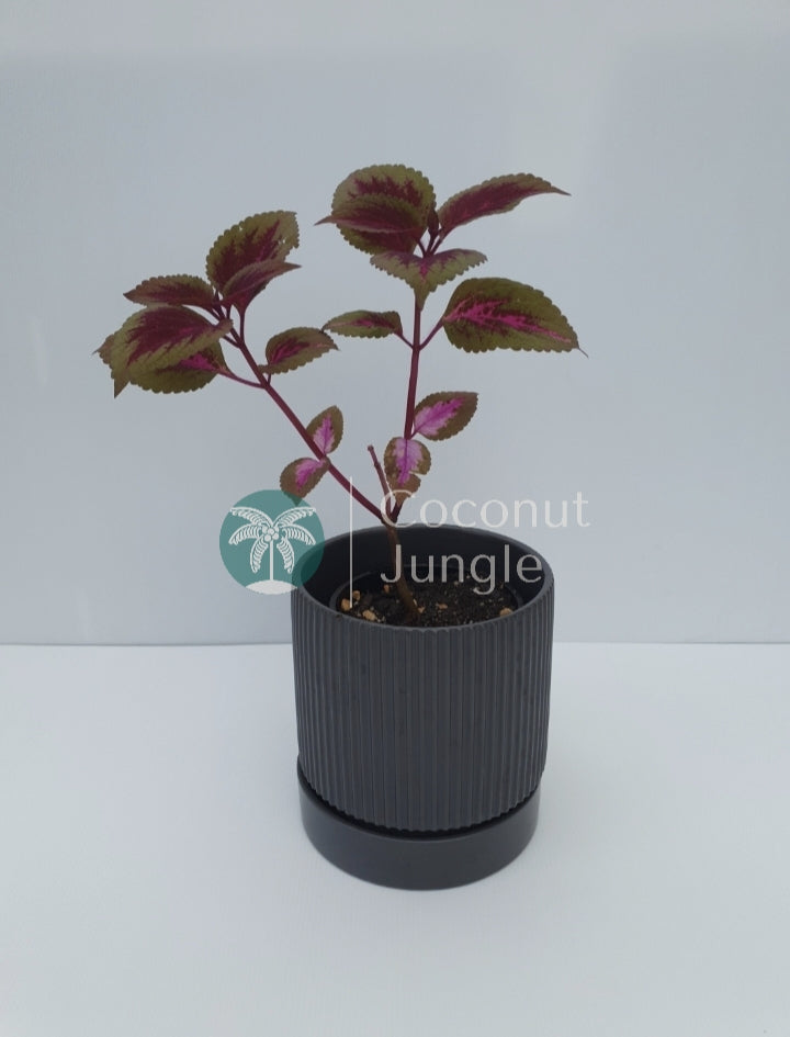 Coleus 'Eruption'