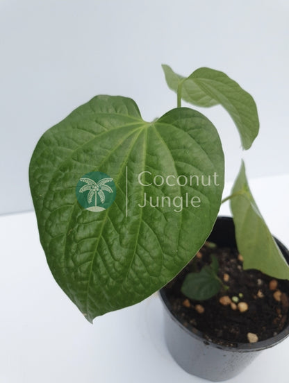 Betel Leaf Plant/ La lot