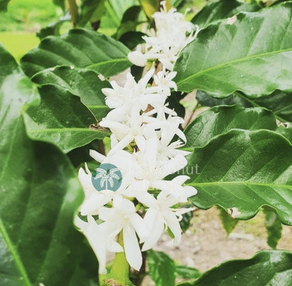 Arabica Coffee Bean Tree