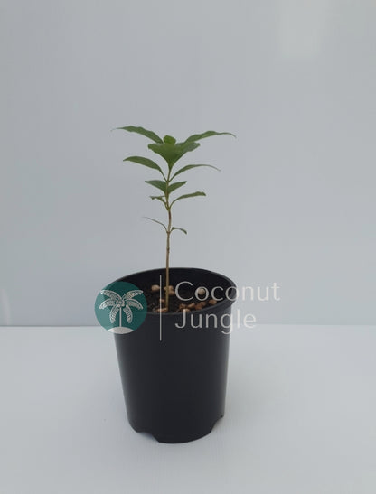 Arabica Coffee Bean Tree