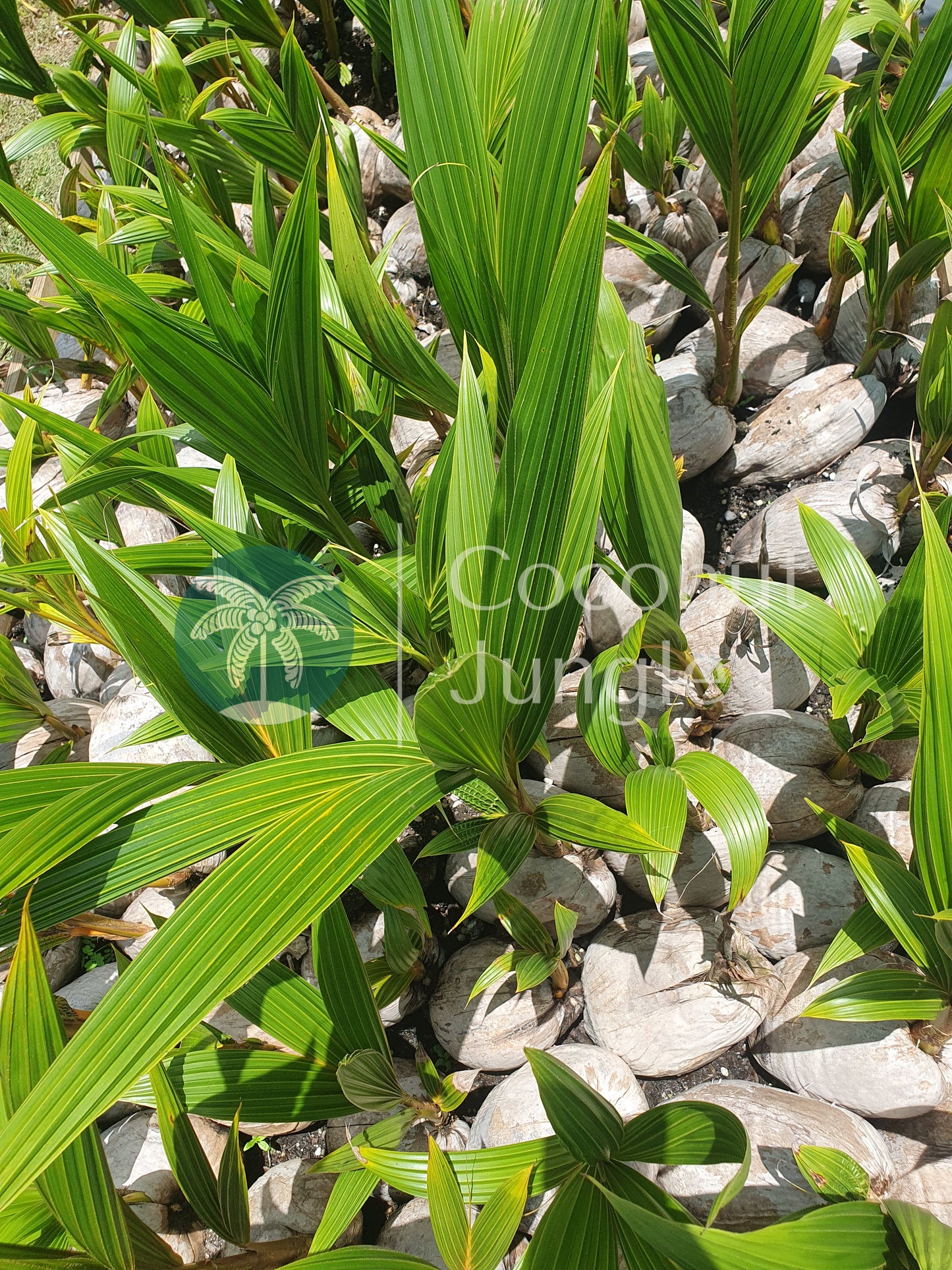 Coconut Palm Seedling