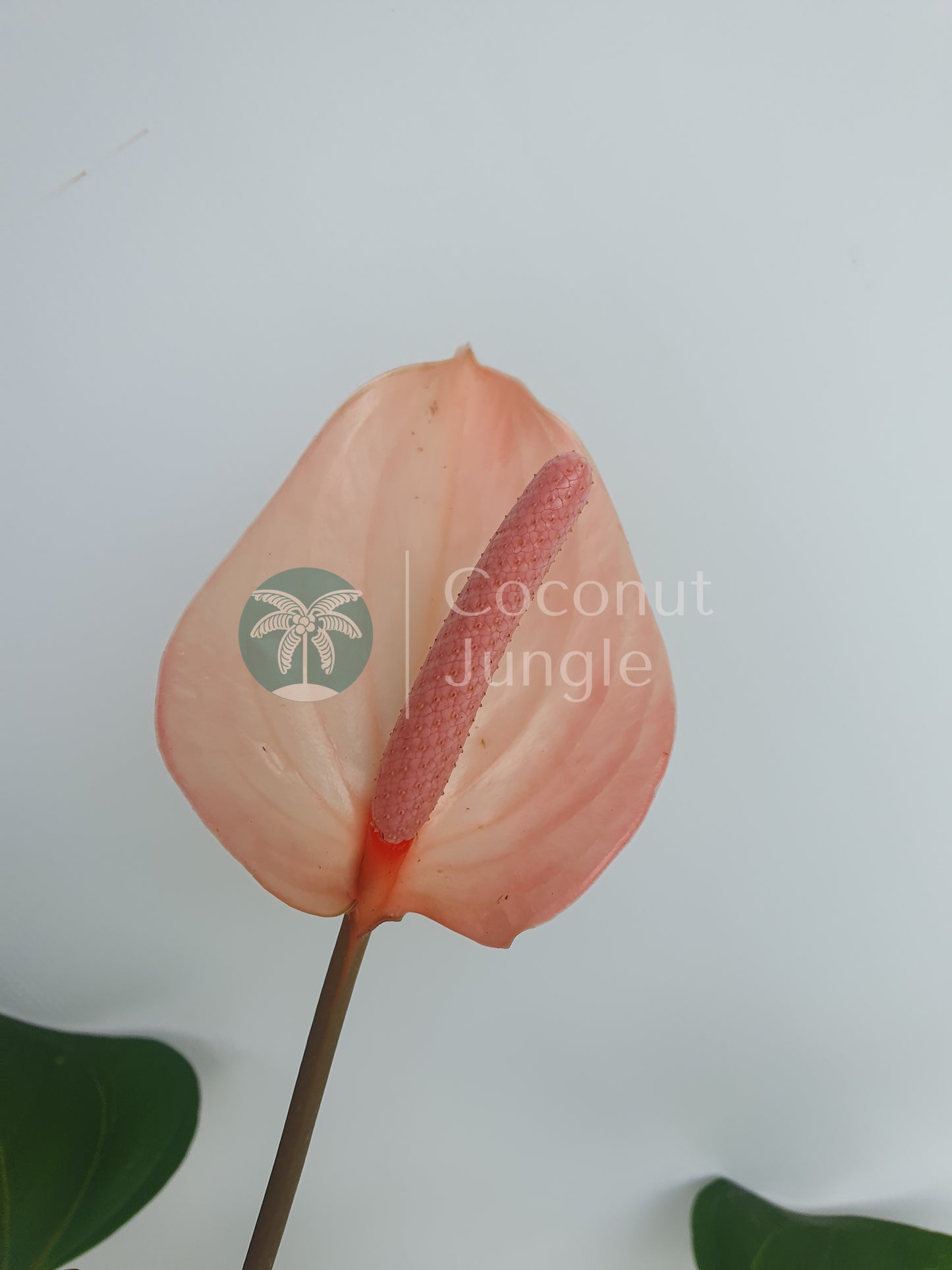 Anthurium 'Arisa Pink'