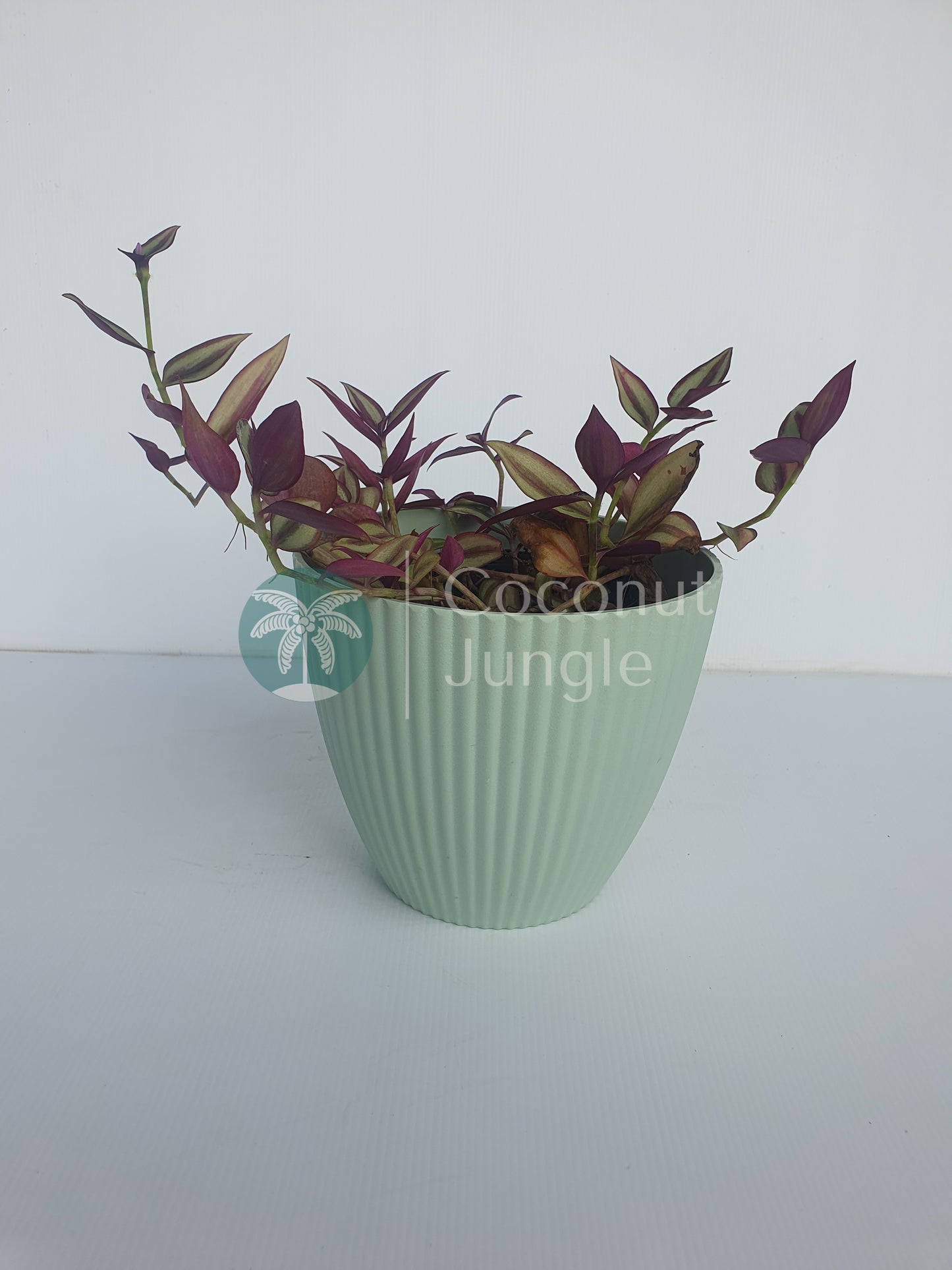 Tradescantia 'Zebrina Quadricolour'