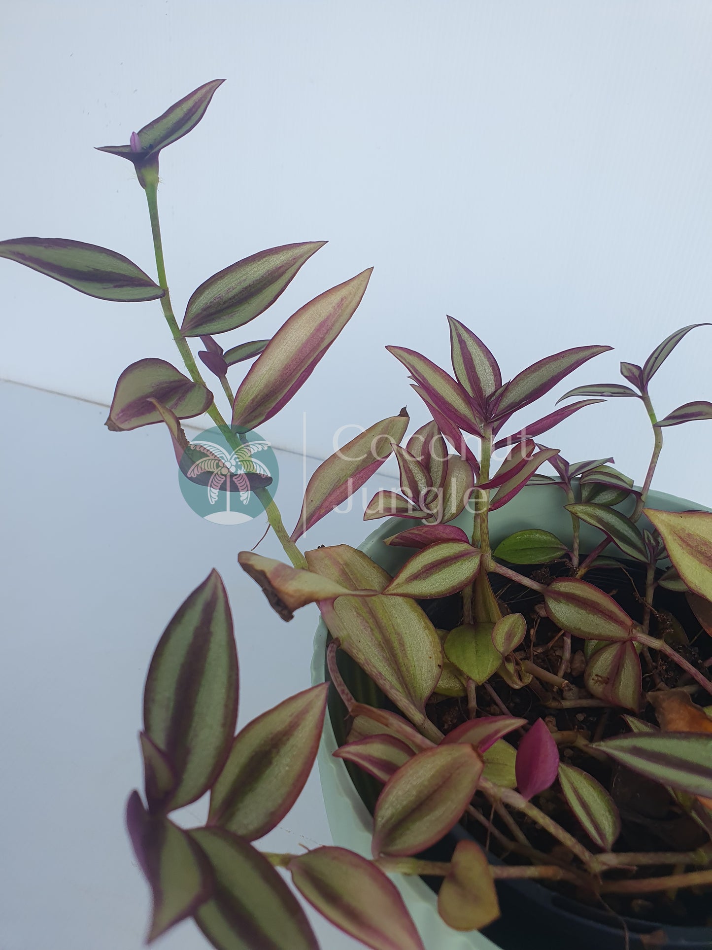 Tradescantia 'Zebrina Quadricolour'